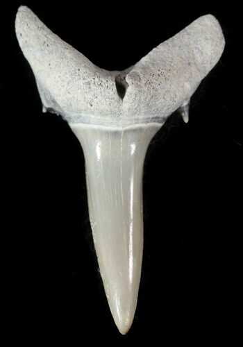 Fossil Sand Shark (Odontaspis) Tooth - Lee Creek, NC #47674